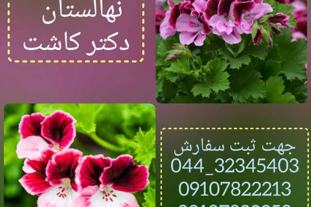فروش گل شمعداني اژدر(رويال)
