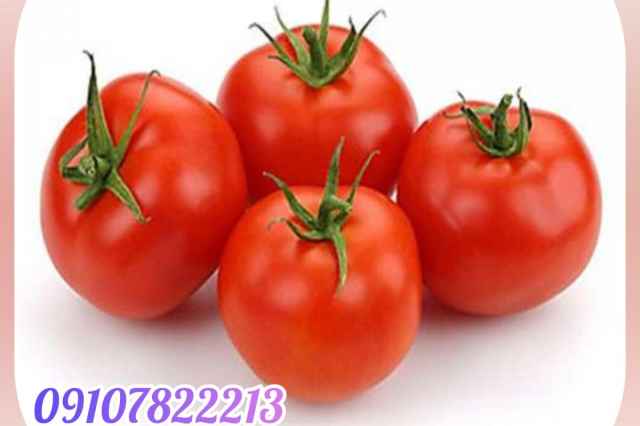 فروش عمده بذر گوجه زمرد و انواع ارقام بذر
