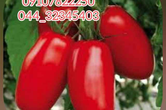 فروش عمده بذر گوجه فرنگي اولا