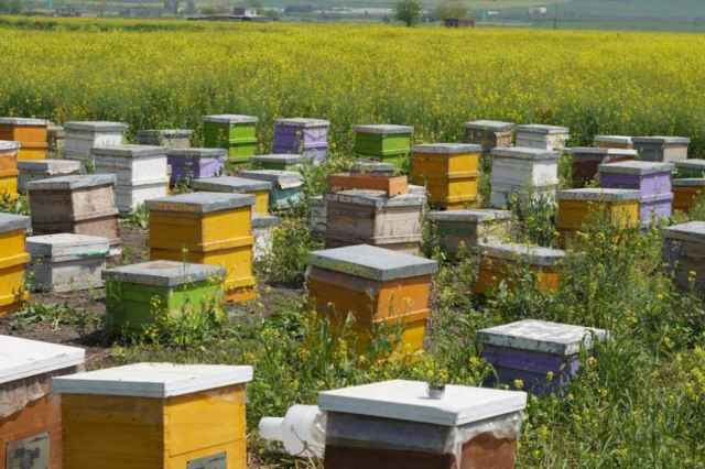 فروش عسل طبيعي ارگانيك