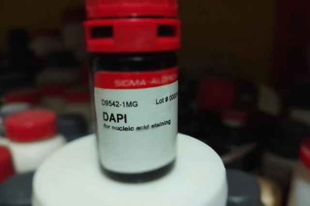 فروش انواع رنگهاي آزمايشگاهي دپي DAPI